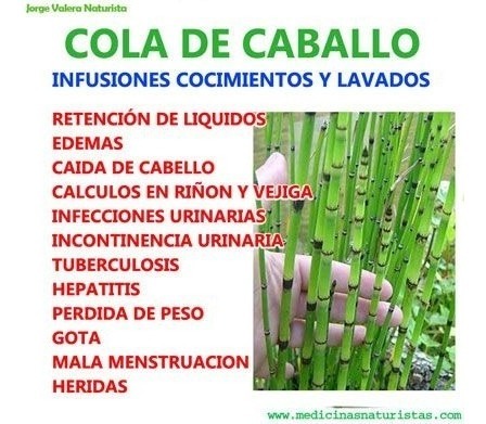 Planta Medicinal Cola De Caballo Ver Descripcion 180 00 En