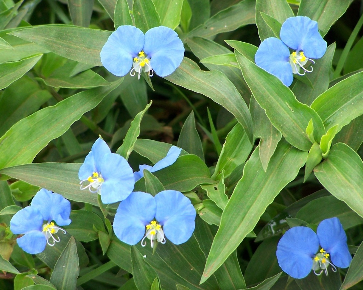 planta medicinal ojos colirio santa lucia azul 45 00 en