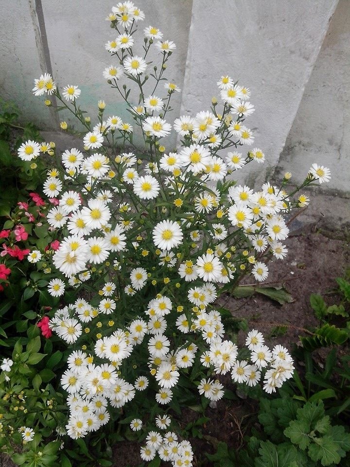 Planta Sorriso De Maria - R$ 22,90 em Mercado Livre