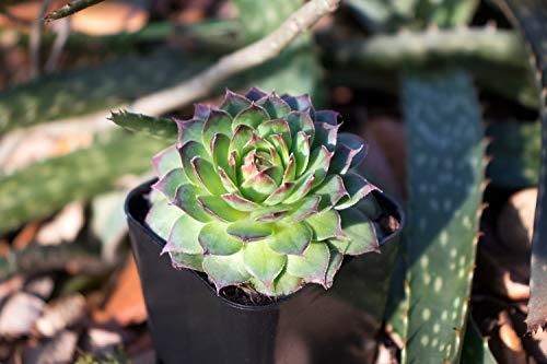 Plantas Suculentas Paquete de 5 Completamente Enraizado en Maceteros con Suelo