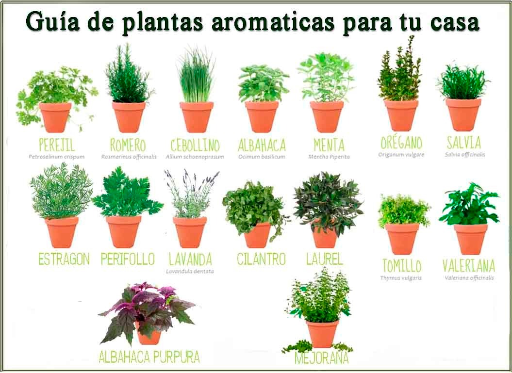 Resultado de imagen para plantas aromaticas