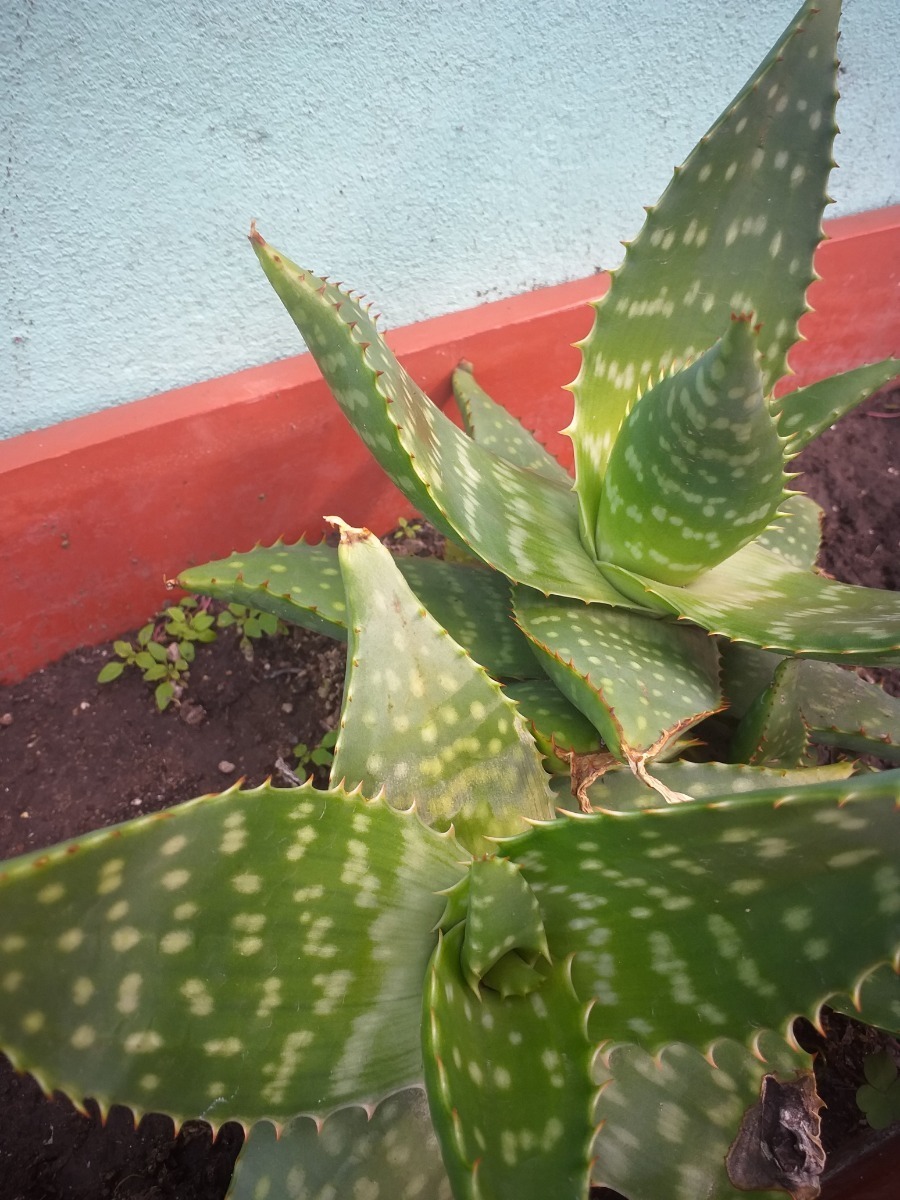 Plantas De Aloe Vera O Sabila De 10 Cm 100 00 En Mercado Libre