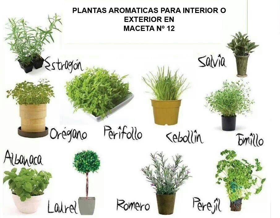Plantas Verduras Orgnanica Albahaca X15unidades Maceta 12 700