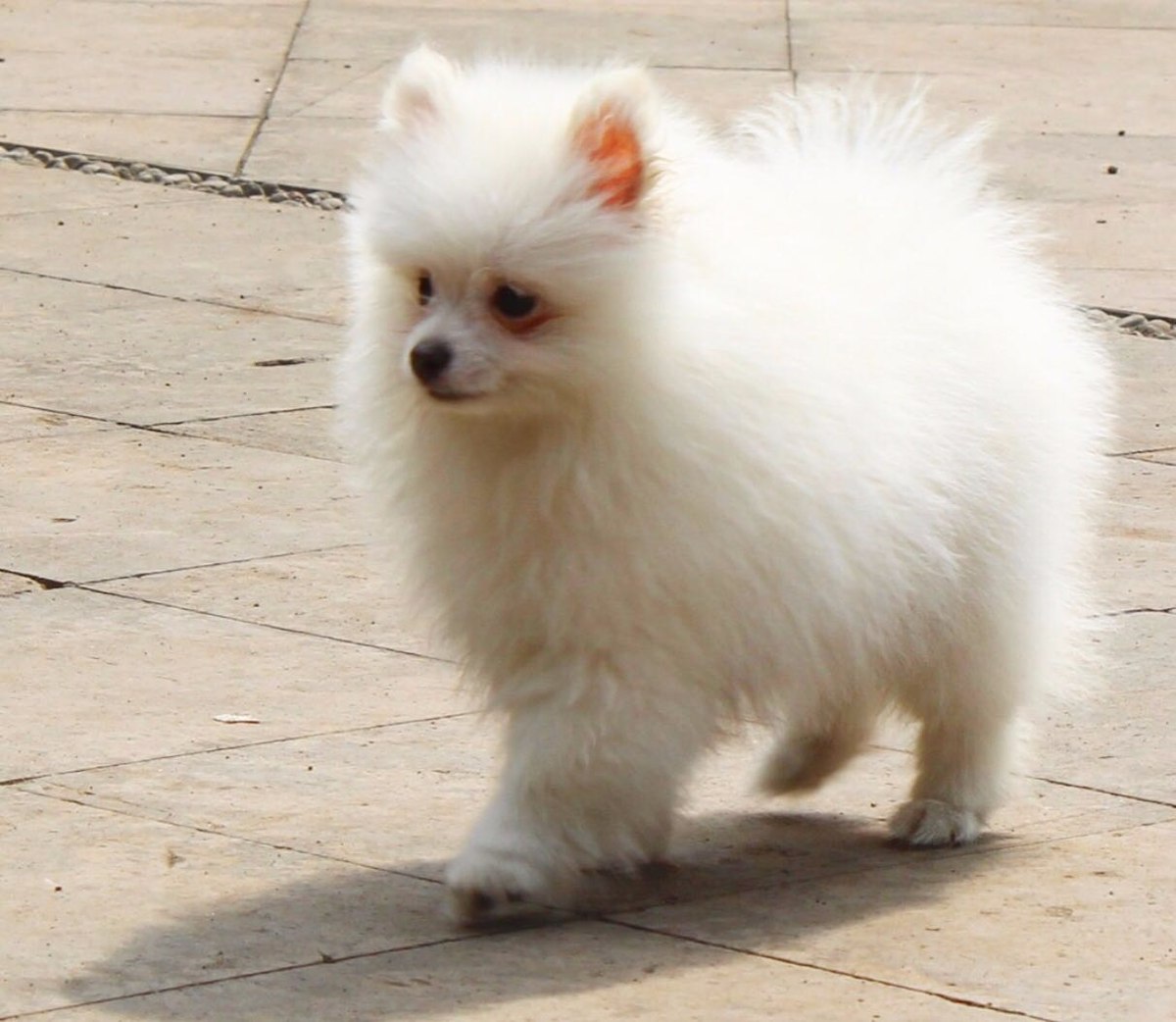 Pomeranian Blanco Hermoso! 15,500.00 en Mercado Libre