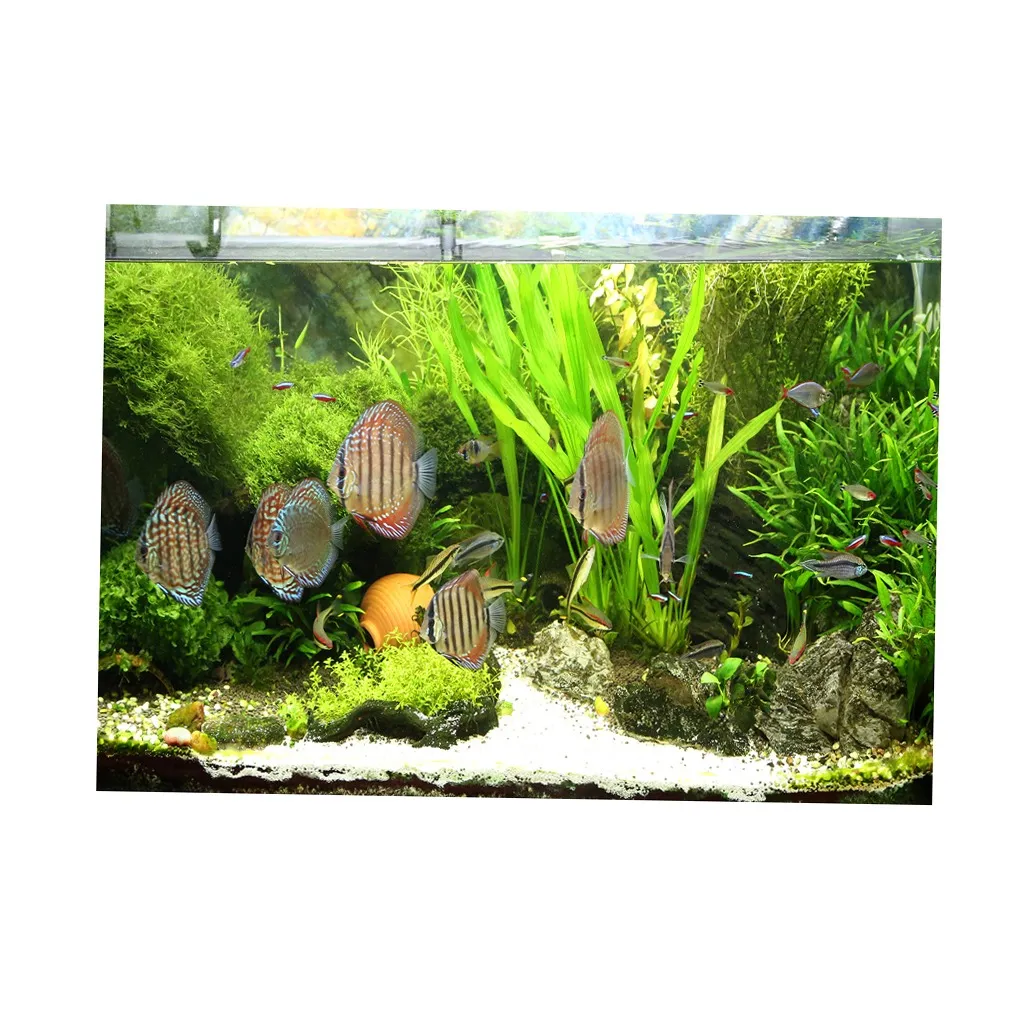 Download 104+ Background Fish Tank Pictures Gratis Terbaik