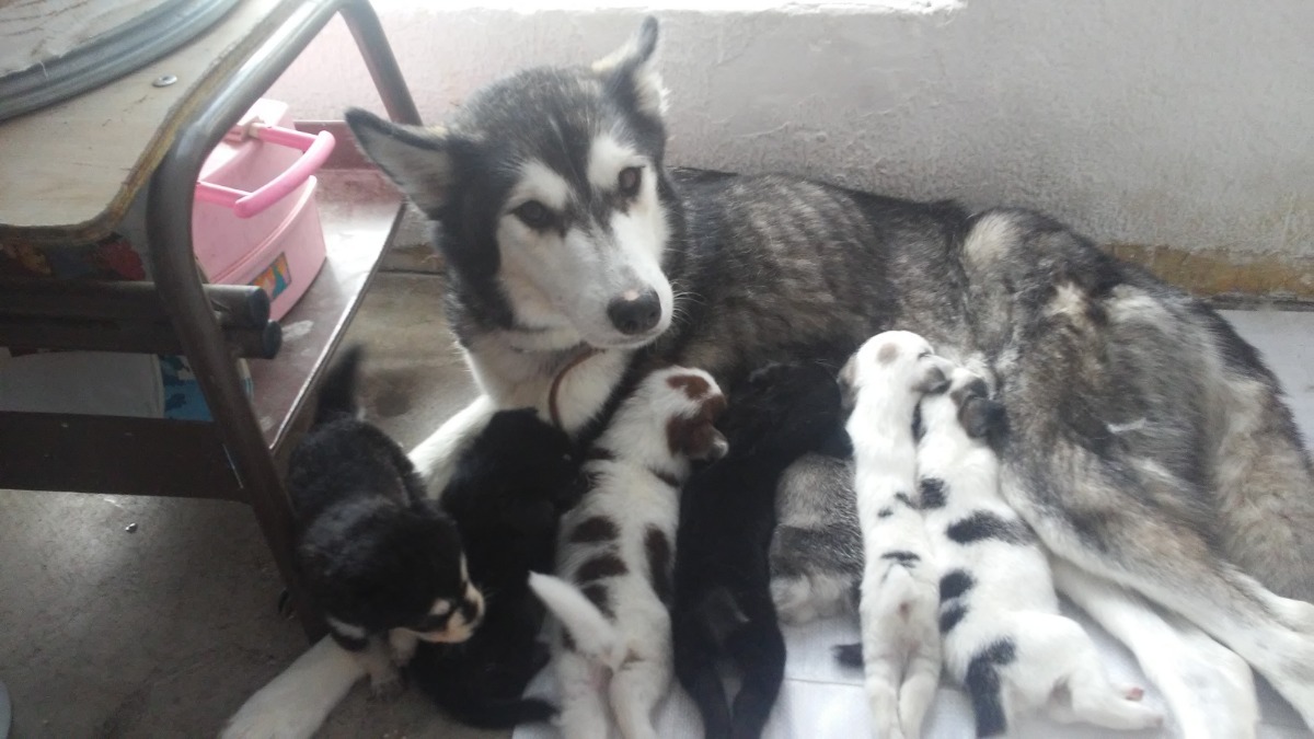 Filhotes De Cachorro Livre De Craigslist Austin Tx