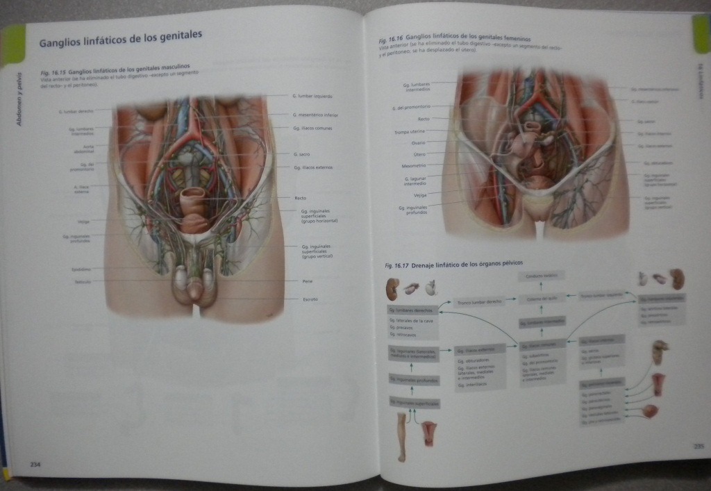 Prometheus. LernAtlas der Anatomie. Innere