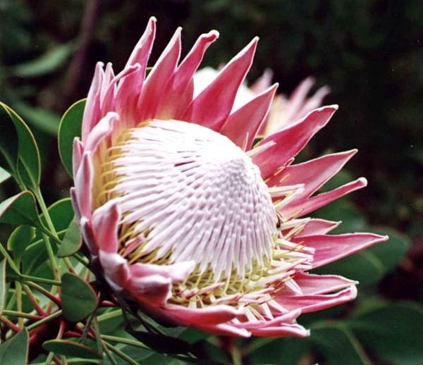 Proteas - Cricket South Africa Congratulates Proteas on ODI Series ... : See more ideas about protea, plants, fynbos.