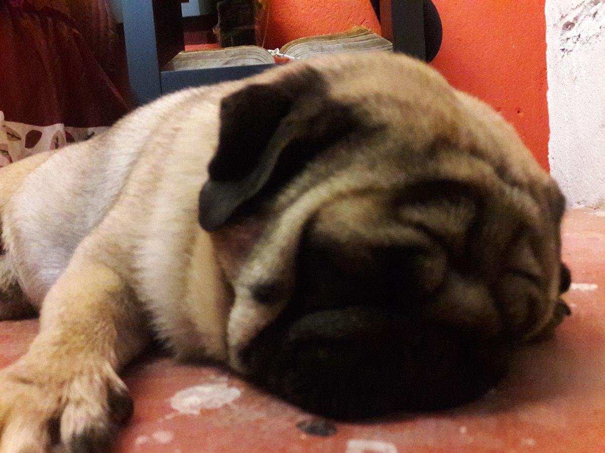 compatibilizar prepros 5 con pug compatibilizar prepros 5 con pug