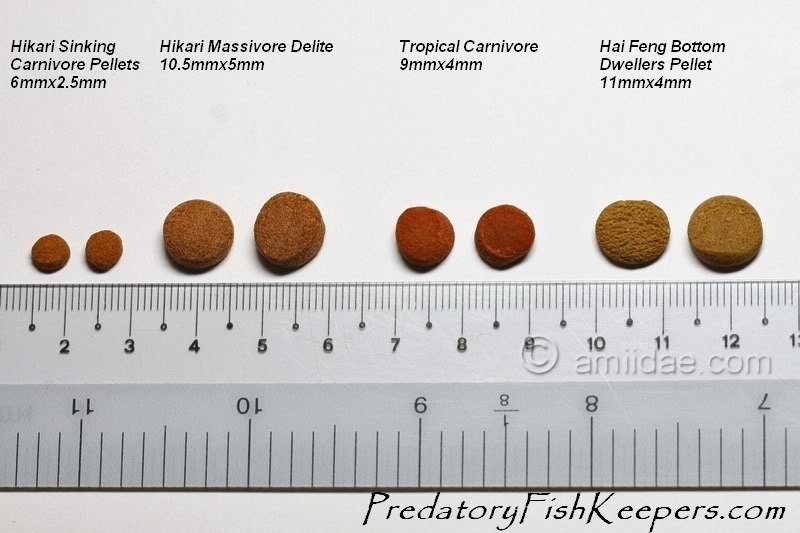 Racao Hikari Massivore Delite 380g P Jumbos E Carnivoros