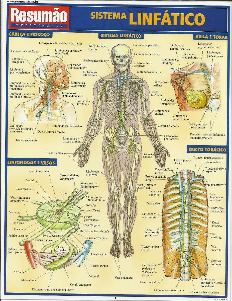 Sistema Linfatico Humano Pdf