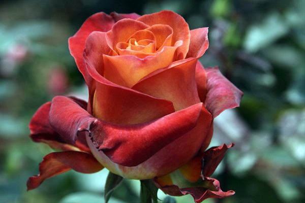 coffee break terracotta rose coffee break terracotta rose