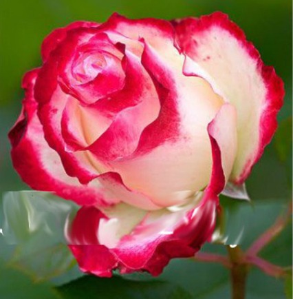 https://http2.mlstatic.com/rosa-magna-semillas-rosas-exoticas-raras-rosa-del-desierto-D_NQ_NP_456115-MLA25146085057_112016-F.jpg