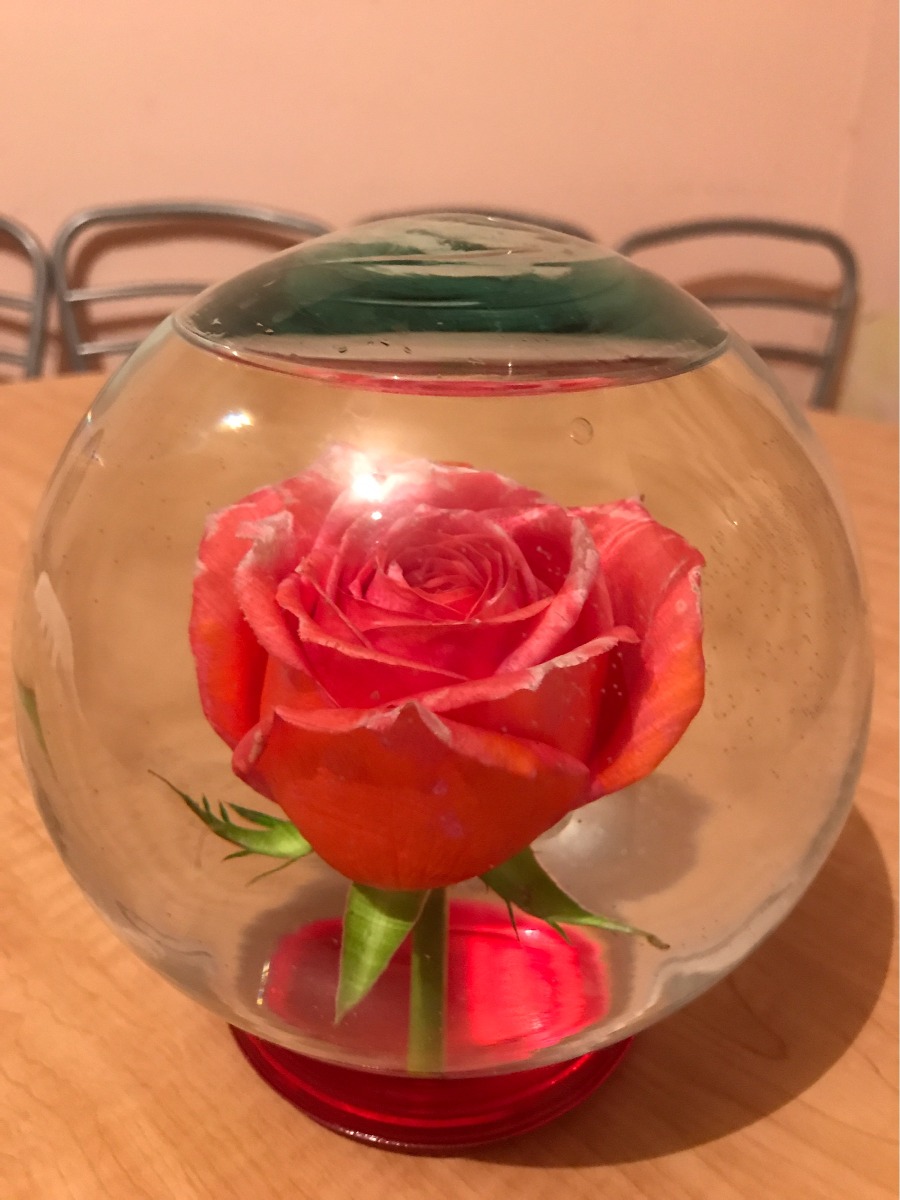 rosas encapsuladas 130 00 en mercado libre