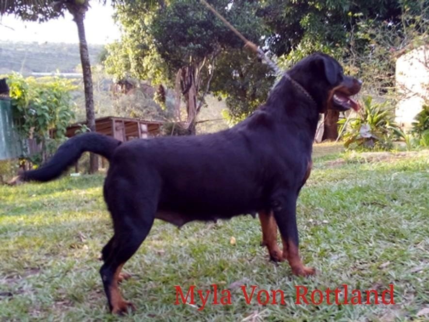 Image Result For Rottweiler Jumbo Image Result For Rottweiler Jumbo