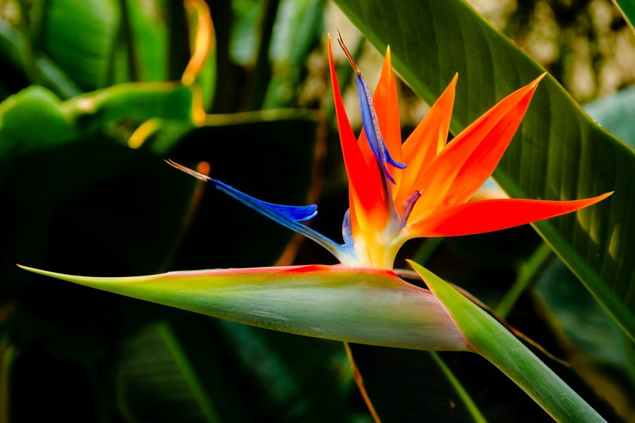 Sementes Ave Do Paraiso Strelitzia Reginae Estrelicia Flor Sementes Ave Do Paraiso Strelitzia Reginae Estrelicia Flor