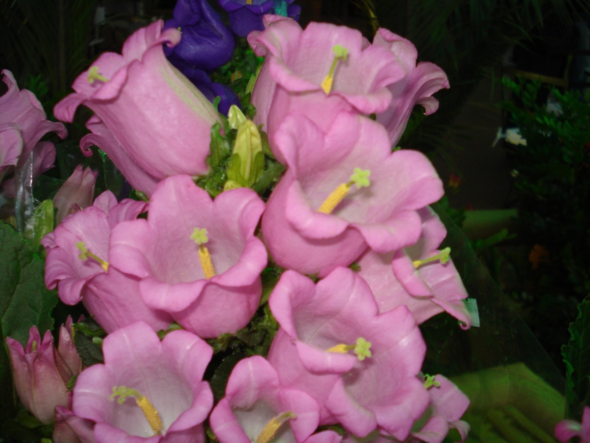 Sementes Belíssima Flor Campânula Bells Dobrada Sortida Sementes Belíssima Flor Campânula Bells Dobrada Sortida