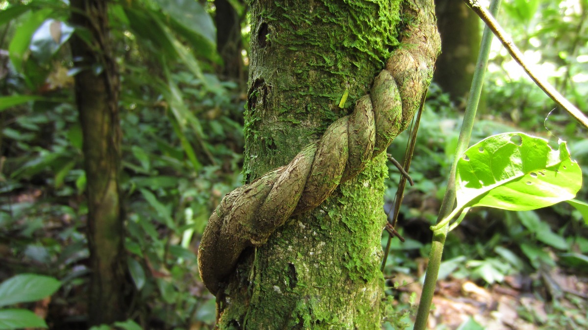 Sementes Cipó Mariri Banisteriopsis Caapi Jagube P/ Mudas 