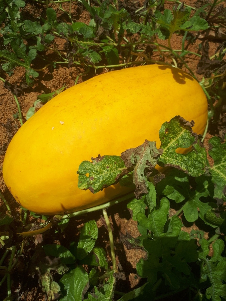 Sementes De Melancia Da Casca Amarela Com 200 Unidade - R 