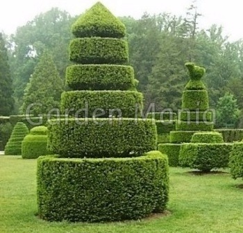 Sementes De Murta Dos Jardins Arbusto Cerca Viva 