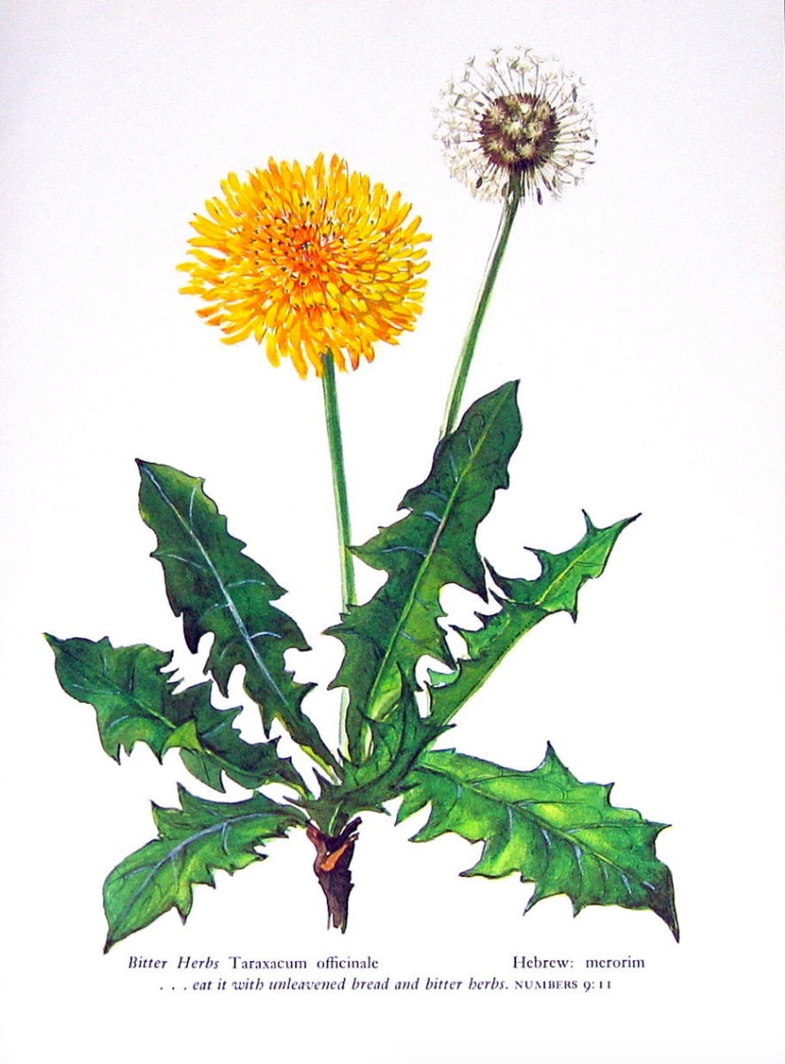 Sementes Dente De Leão Taraxacum Officinale Medicinal 