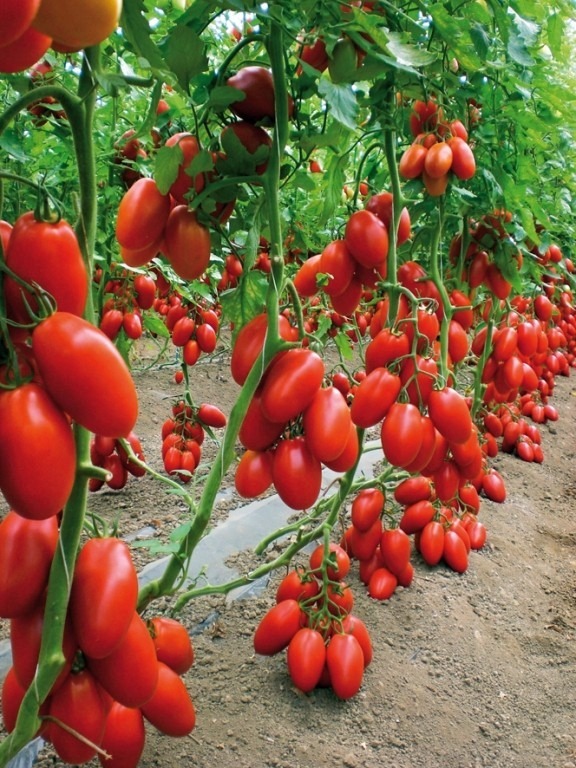 http2.mlstatic.com/sementes-do-tomate-italiano-san-marzano-p-vasos-e-hortas-D_NQ_NP_746194-MLB26660946888_012018-F.jpg