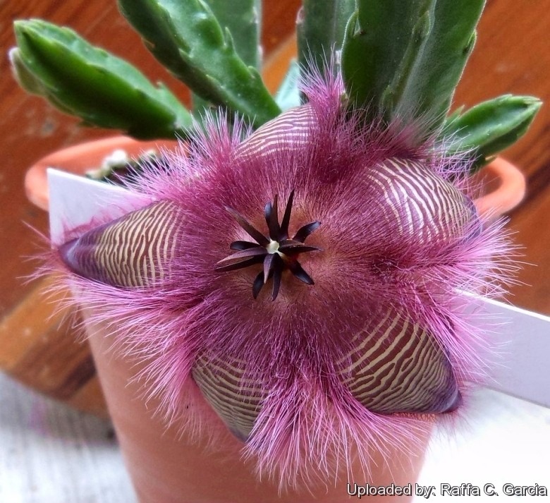 Sementes Flor Lagarto Stapelia Hirsuta Cactos Suculentas 