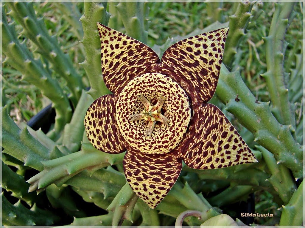 Sementes Flor Lagarto Stapelia Veriegata Cactos Suculentas 