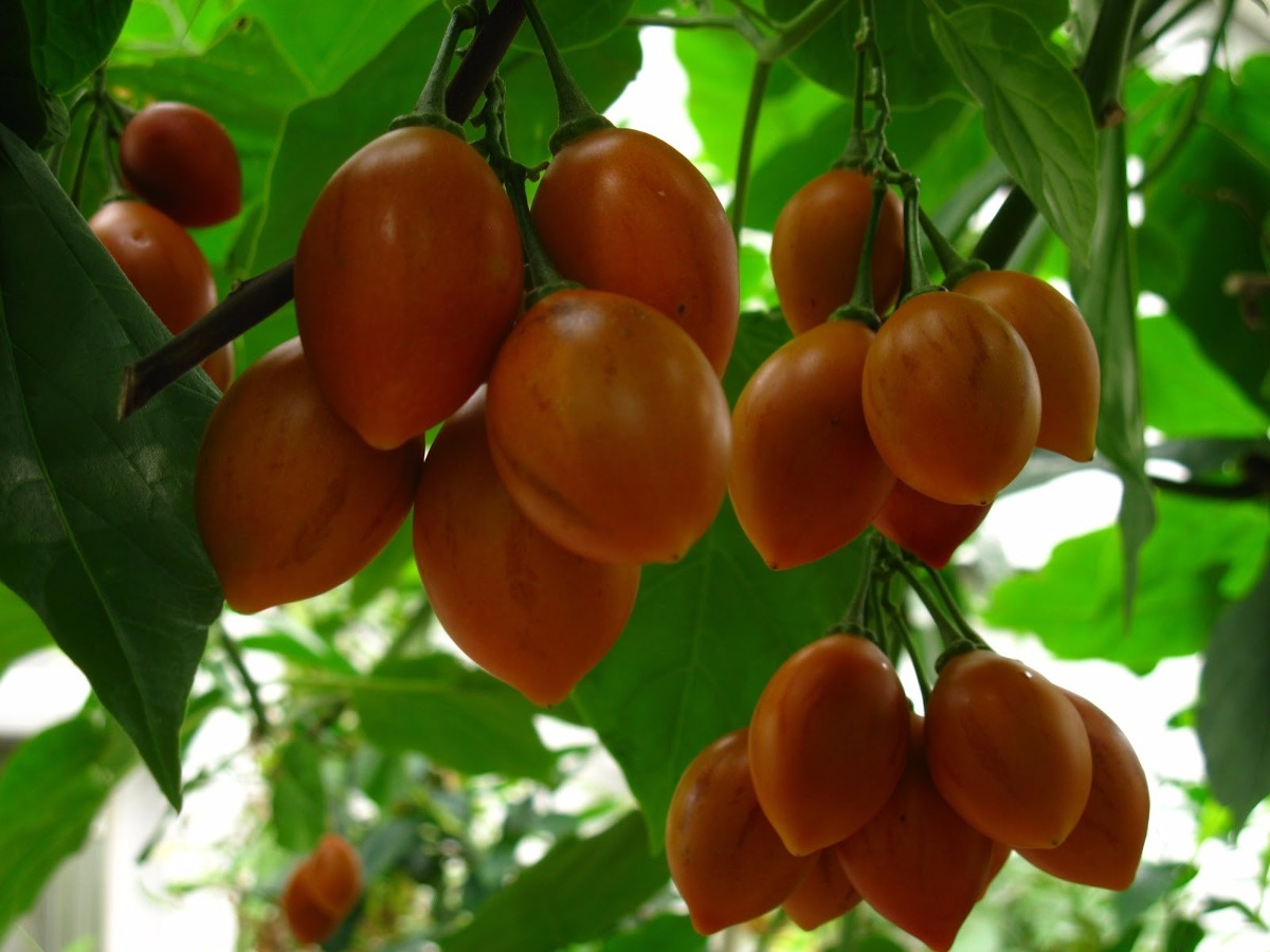 Sementes Fruta Tamarilho Tomate De Arvore Tamarillo P Sementes Fruta Tamarilho Tomate De Arvore Tamarillo P