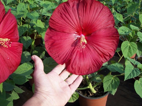 sementes-hibisco-gigante-hibiscus-moscheutos-vermelho-pmuda-D_NQ_NP_898011-MLB20462225709_102015-F.jpg