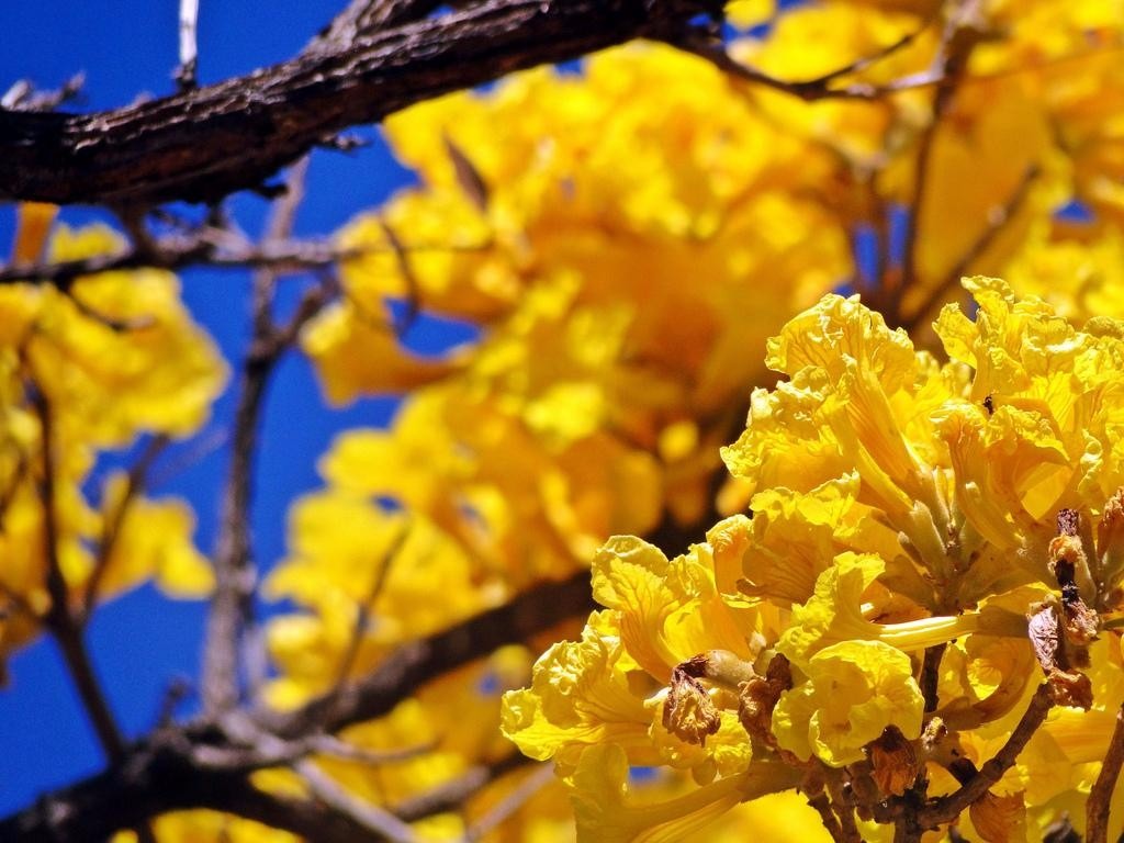 Sementes Ipê Amarelo Tabebuia Chrysotricha Árvore Flor Sementes Ipê Amarelo Tabebuia Chrysotricha Árvore Flor