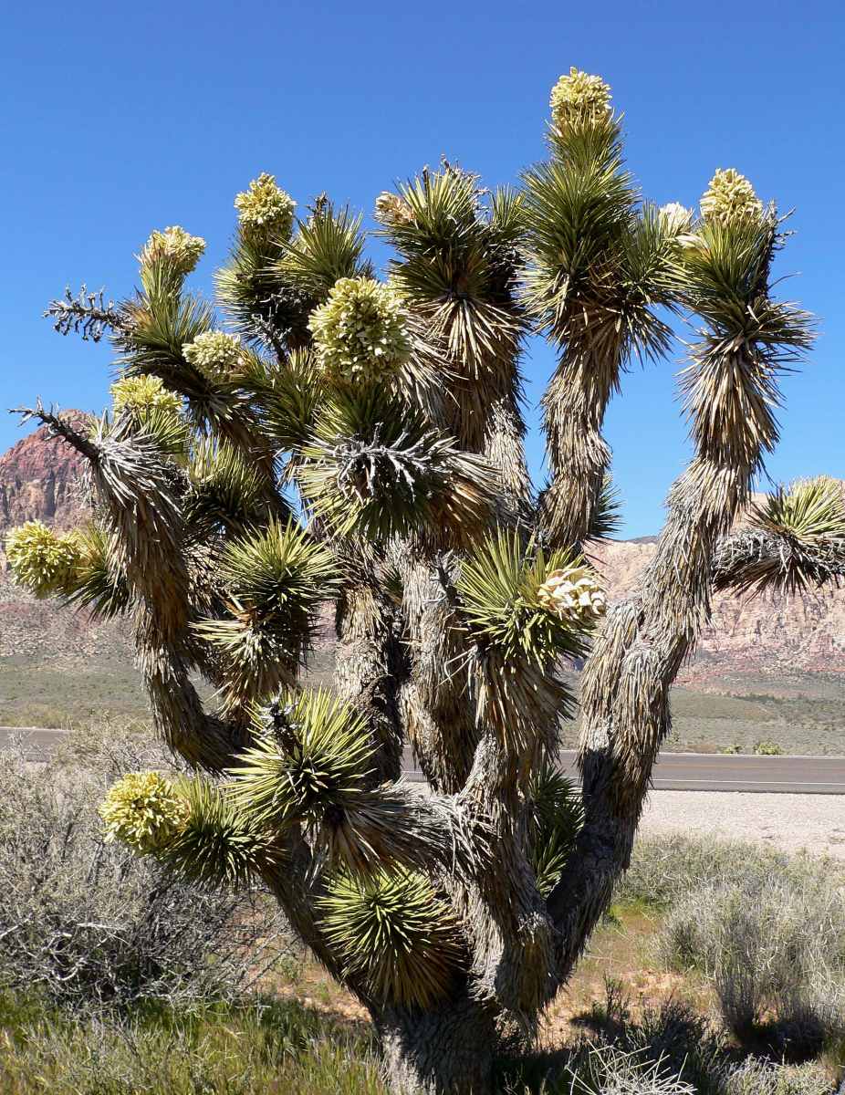 Sementes Joshua Tree Yucca Brevifolia Árvore De Josué Sementes Joshua Tree Yucca Brevifolia Árvore De Josué