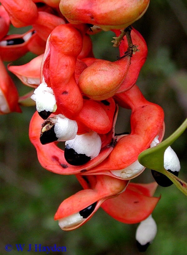 Sementes Mata-fome Acacia Obliquifolia Pithecellobium P 