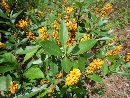 Sementes Murici Do Cerrado Byrsonima Coccolobifolia P 