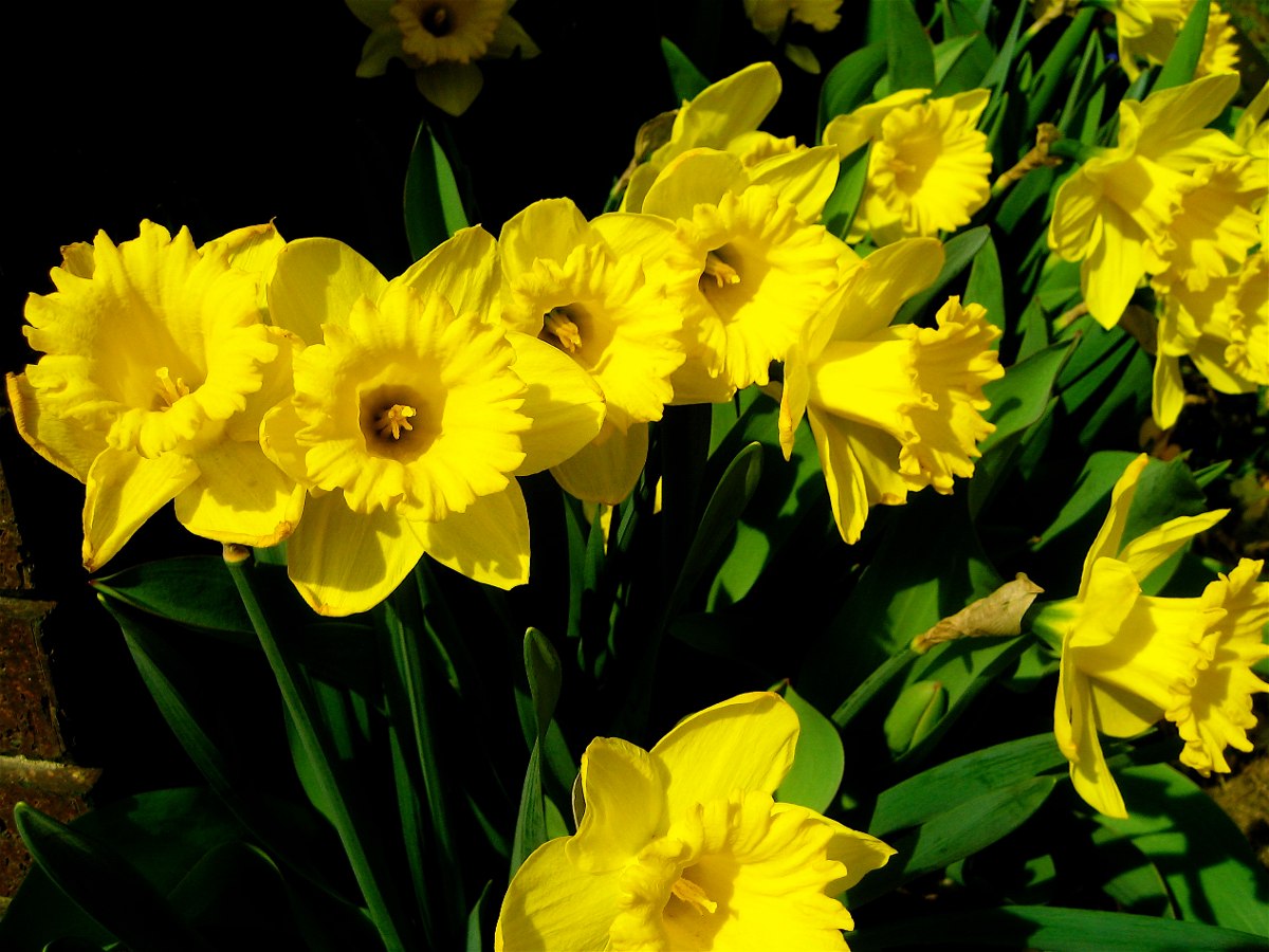 Sementes Narciso Selvagem Amarelo Narcissus Flor P/ Mudas - R$ 14,99 em