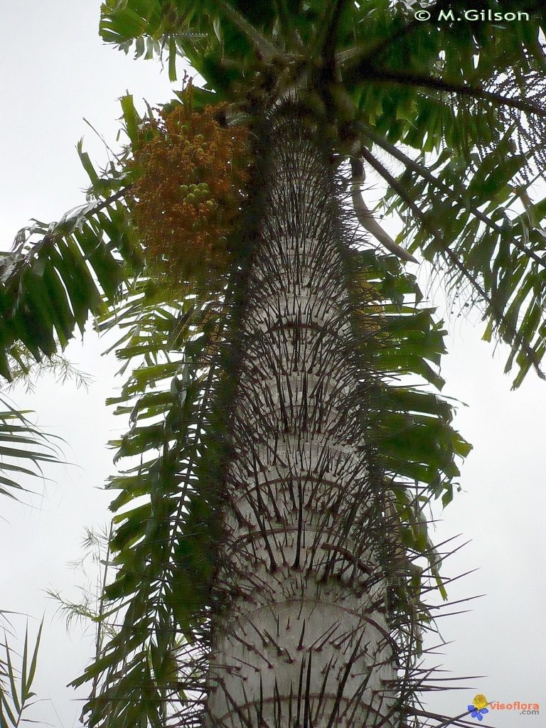 Sementes Palmeira Cariota De Espinhos Aiphanes Acuelata 