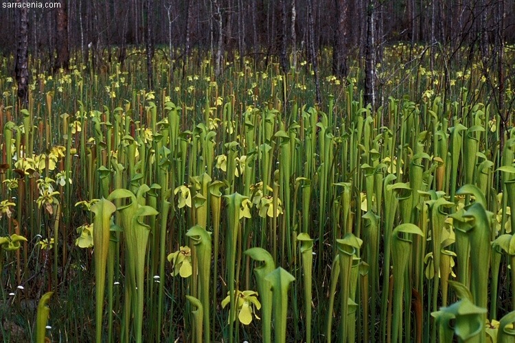 Sementes Planta Carnivora Sarracenia Mix Leucophylla Rubra 