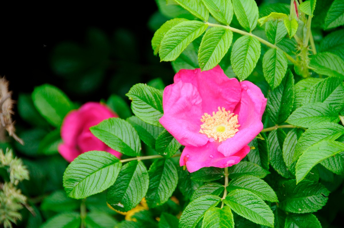 Sementes Rosas Raras Rosa Rugosa Lilas Flor Roxa P/ Mudas 