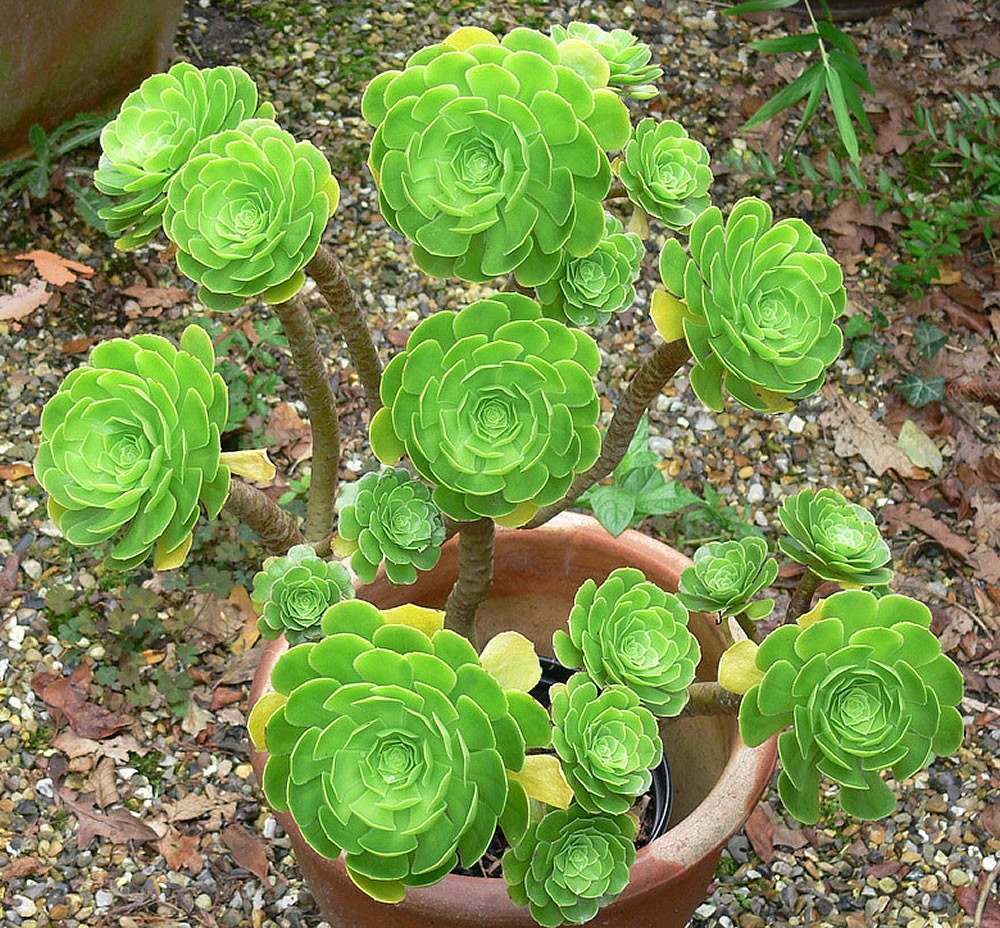 Aeonium Amo Suculentas