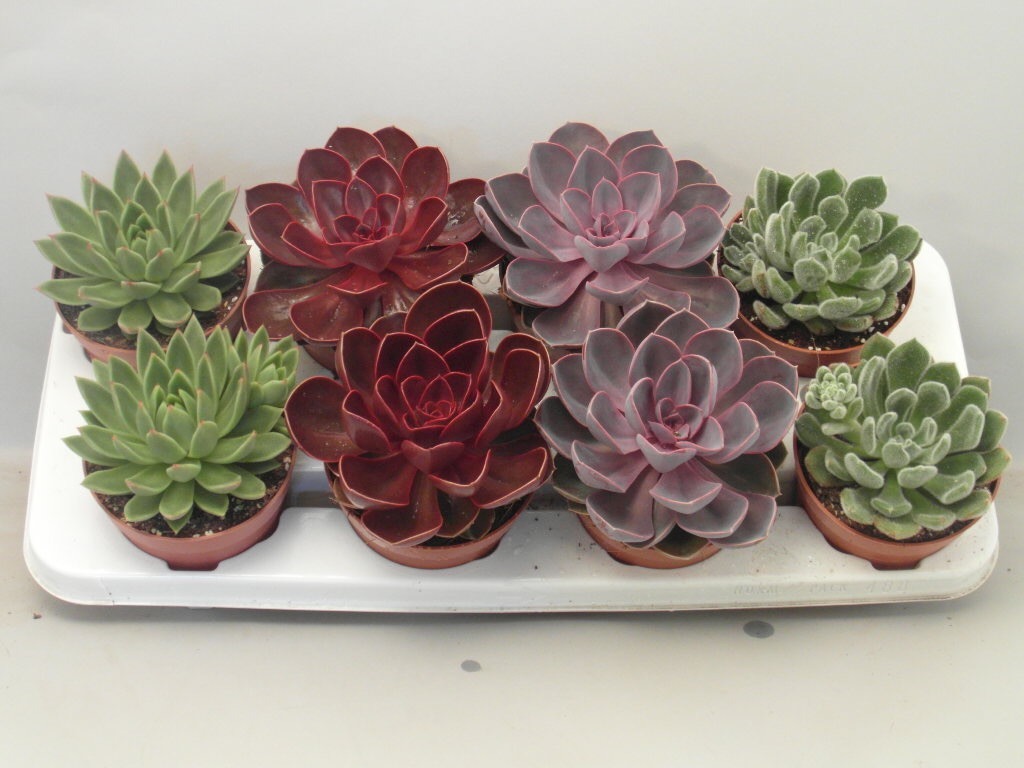 Sementes Suculenta Echeveria Mix Rosa De Pedra P/ Mudas 