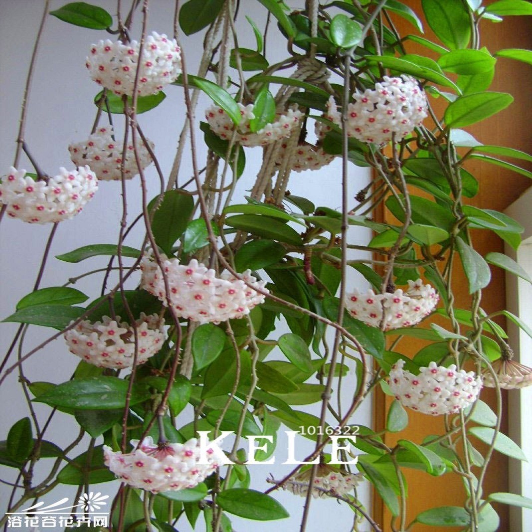 Resultado de imagem para Flor de Cera (Hoya Carnosa)