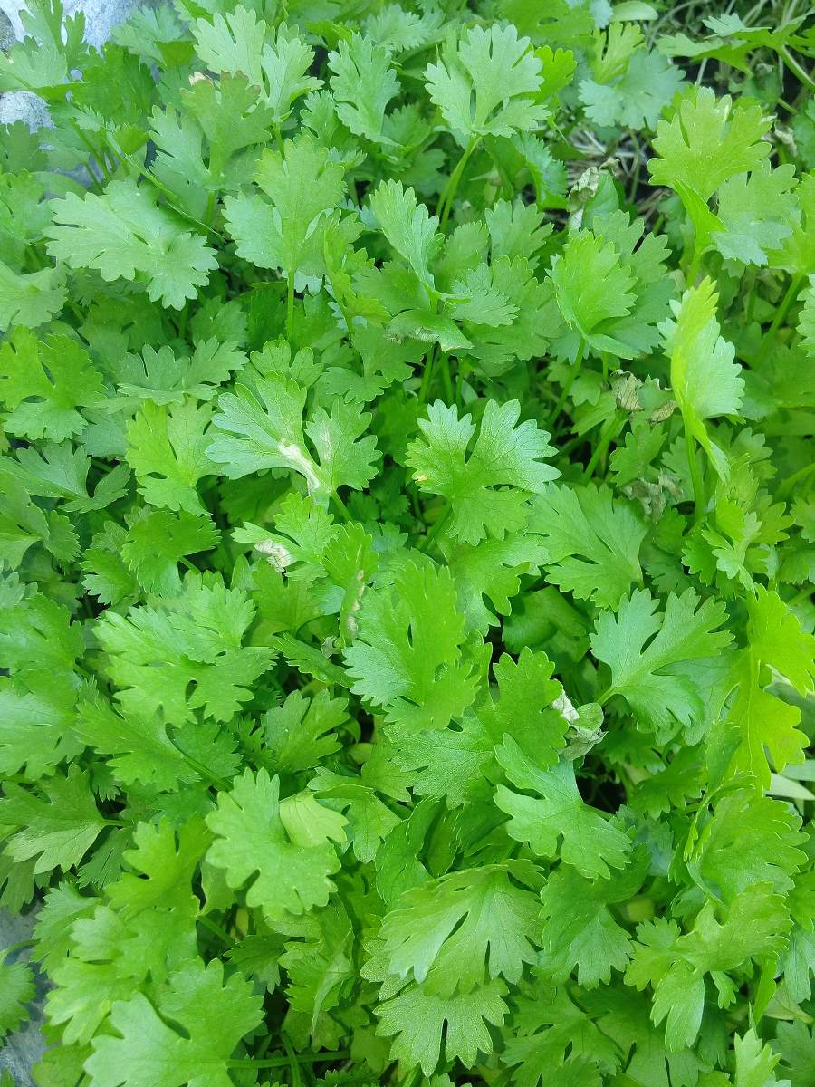 Resultado de imagen para cilantro