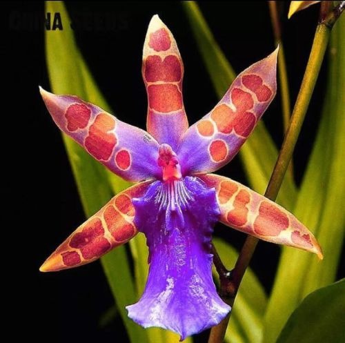 semillas de flores de orquídeas extrañas 60 000 en mercado libre