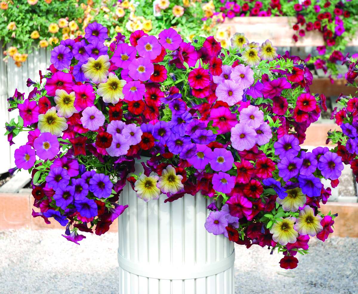 Semillas De Petunia Planta Anual Decorativa Mix De Colores 4.999 en
