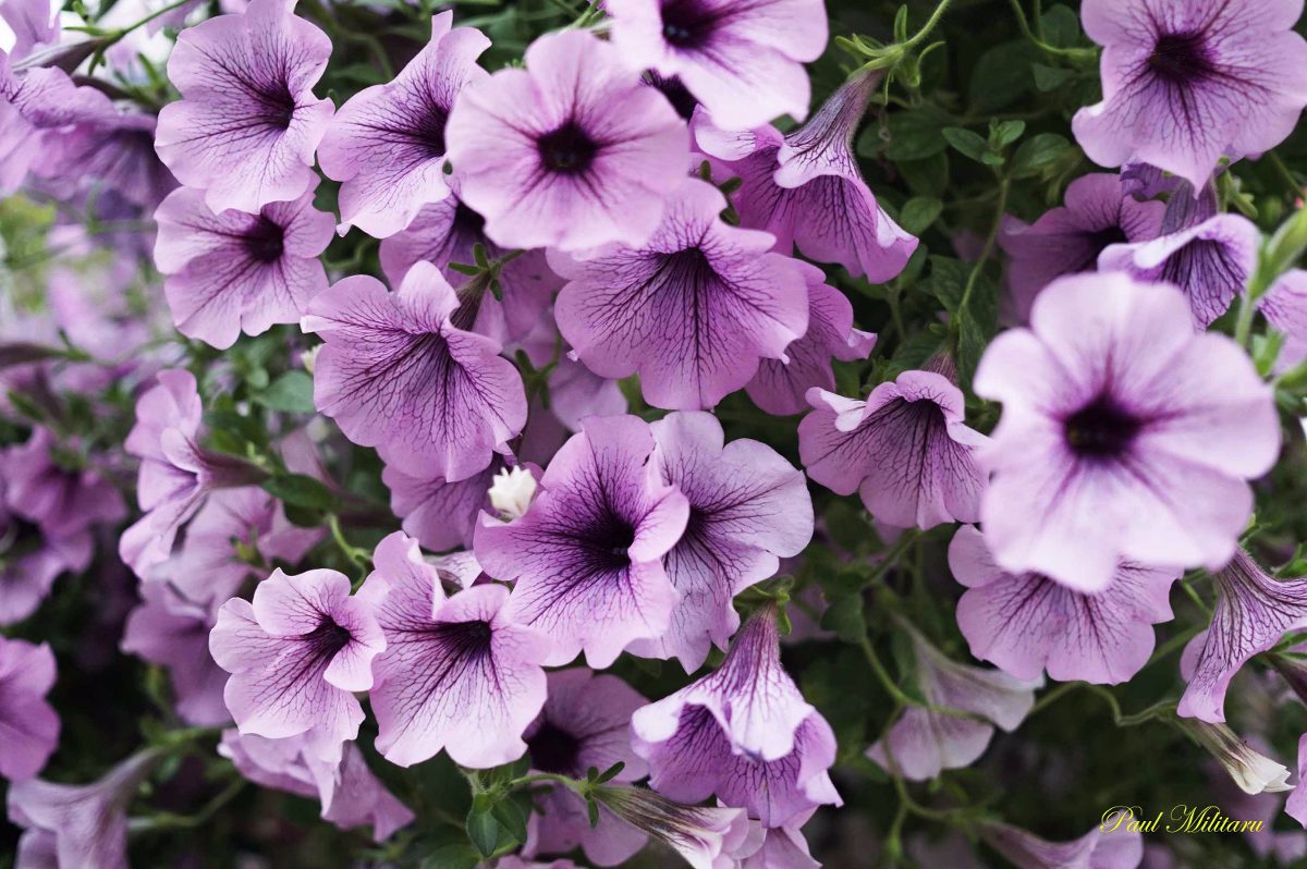Semillas De Petunia. Planta Anual, Decorativa Y Aromatica. 4.990 en