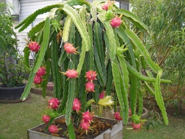 Resultado de imagen para manual de cultivo de pitahaya PDF