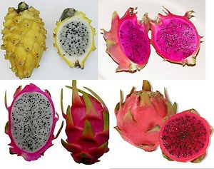 Resultado de imagen para fotos de muchas pitaya