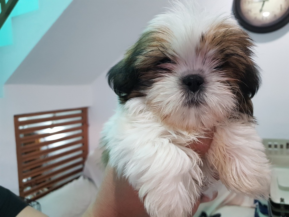 Shih Tzu Café Con Blanco
