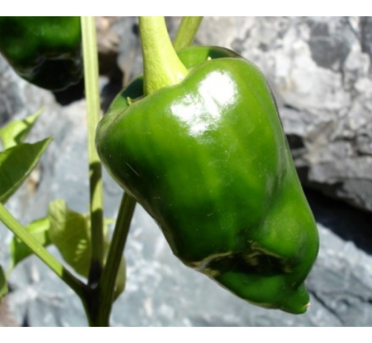 Sobre Para Sembrar 15 Plantas De Pimiento Chile Poblano 115 00 En Mercado Libre