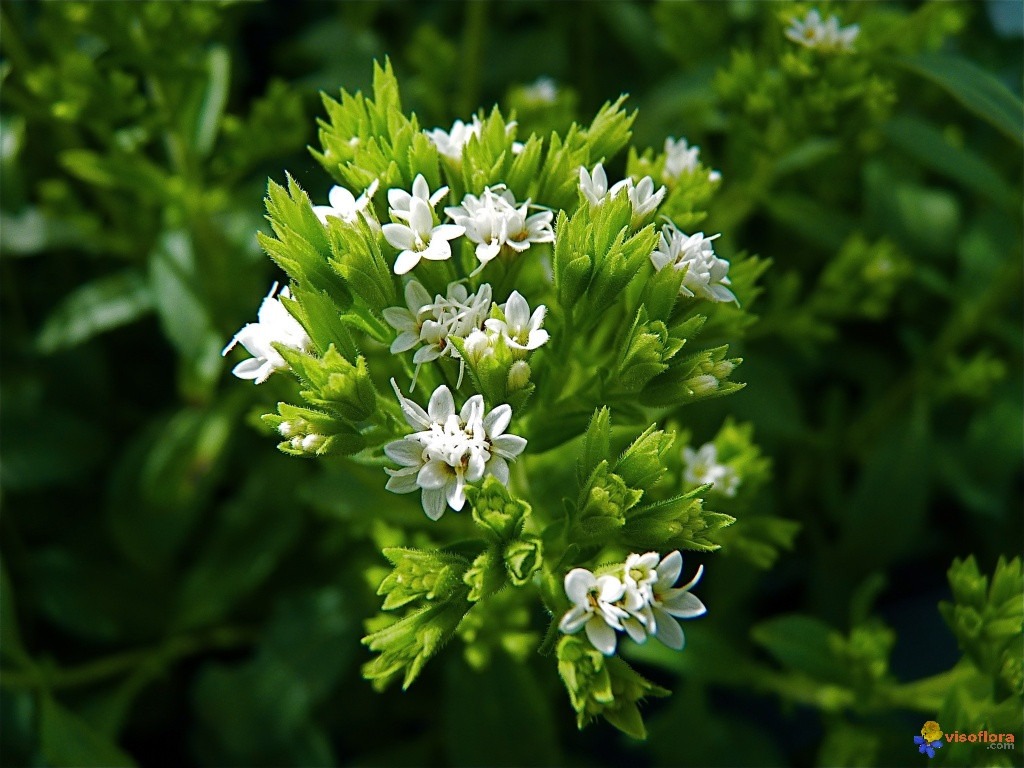 Stevia Adoçante Natural Ervas Sementes Premium Para Mudas 